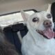 Chewy – male chihuahua mixed breed