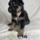 Shollie puppies