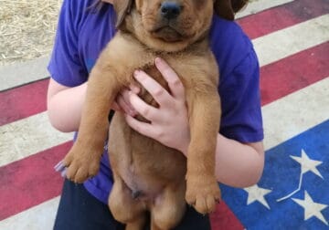 Male puppy