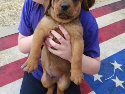 Male puppy