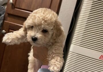 Toy/ Mini Poodle Puppies