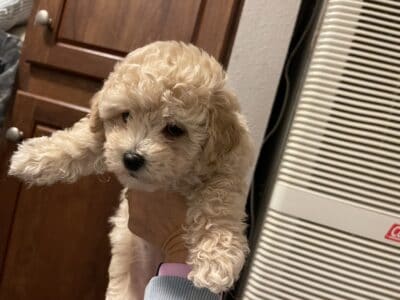 Toy/ Mini Poodle Puppies