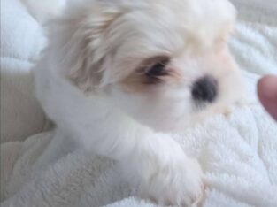 Marshmallow
