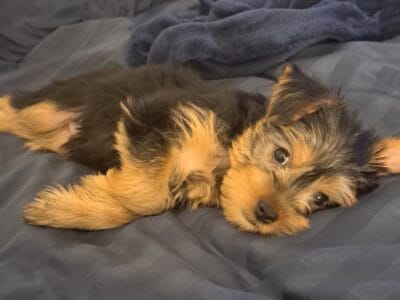 full bread yorkie puppy/akc remastered/ all shots