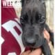 Bronx The Great Dane