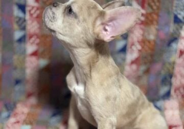 Frenchies