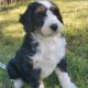 Puppies cared with love