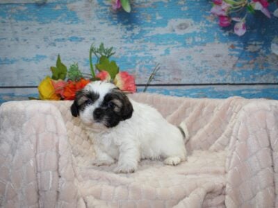 Shih Poo Puppies Available