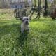 AKC French Bulldog Lilac & Tans & Merles