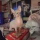 Beautiful rare lilic sphinx