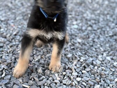 Simon-Male-Blue
