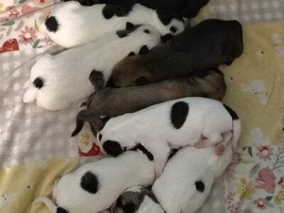 Blue heeler/ chow chow puppies for sale