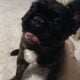 YAHanah – 6 mo Fluffy Frenchie