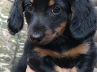 PUREBRED FEMALE Blk/Tan Miniature Dachshund PUPPY