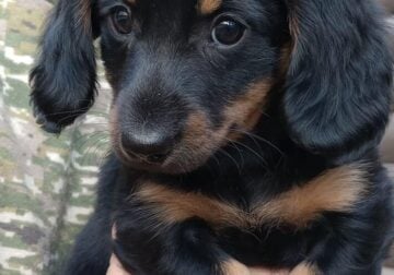 PUREBRED FEMALE Blk/Tan Miniature Dachshund PUPPY