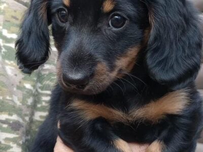 PUREBRED FEMALE Blk/Tan Miniature Dachshund PUPPY