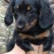 PUREBRED FEMALE Blk/Tan Miniature Dachshund PUPPY