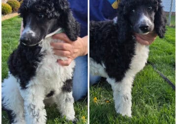 Standard poodle puppies