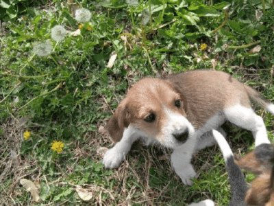 Puppies!! Beagle/Patterdale