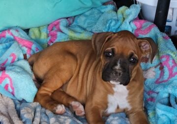 Boxer Puppy Female