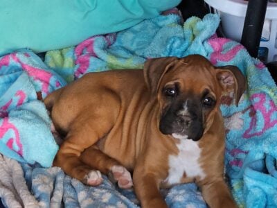 Boxer Puppy Female
