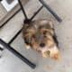 Black and tan Male yorkie