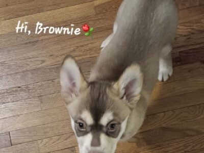 Husky Shepherd Pup