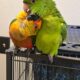 Pair of loving Conures with cage and mating box