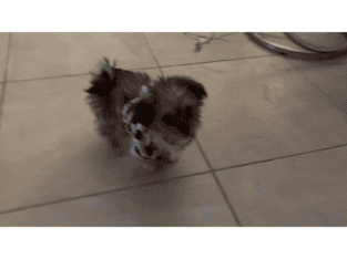 Male Shih tzu puppy 5 months old