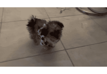 Male Shih tzu puppy 5 months old