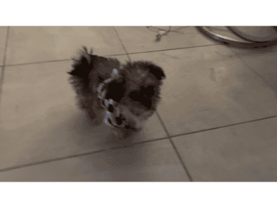 Male Shih tzu puppy 5 months old