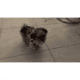 Male Shih tzu puppy 5 months old