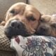 English mastiff pitbull male puppies