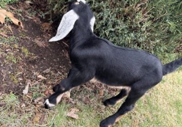 Nubian goats