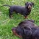 PUREBRED FEMALE Blk/Tan Miniature Dachshund PUPPY