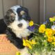 Mini Bernedoodle puppies