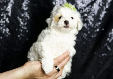 Leonis F1B Maltipoo Male