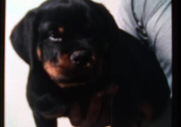 Rottweiler Puppy