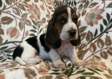 AKC Basset Hound Girl- Maggie