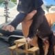 Great dane euro line puppies