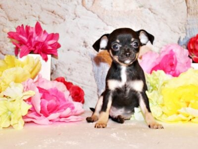 Frack – Very PETITE Apple Head Cuddl  ...
