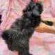 Pebbles Maltipoo/Toy Aussie mix, female