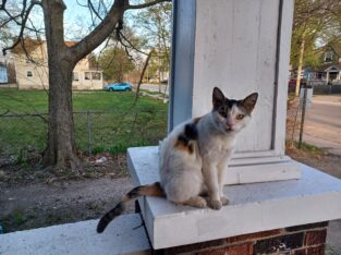 Sweet Callie is looking for her forever home..