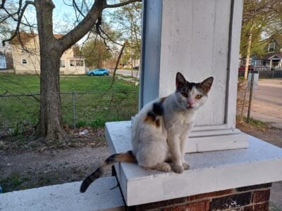 Sweet Callie is looking for her forever home..