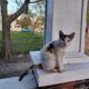 Sweet Callie is looking for her forever home..