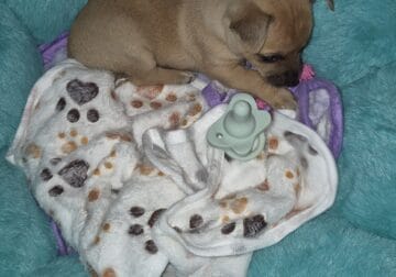 Chihuahua puppy
