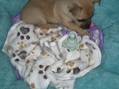 Chihuahua puppy