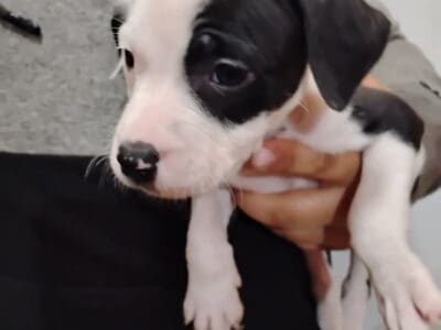 Pitbull for sale