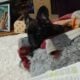 YAHanah – 6 mo Fluffy Frenchie