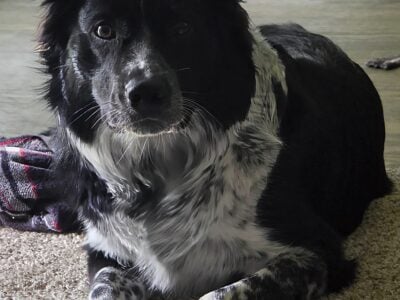 Theo needs a home with a yard or animals to herd